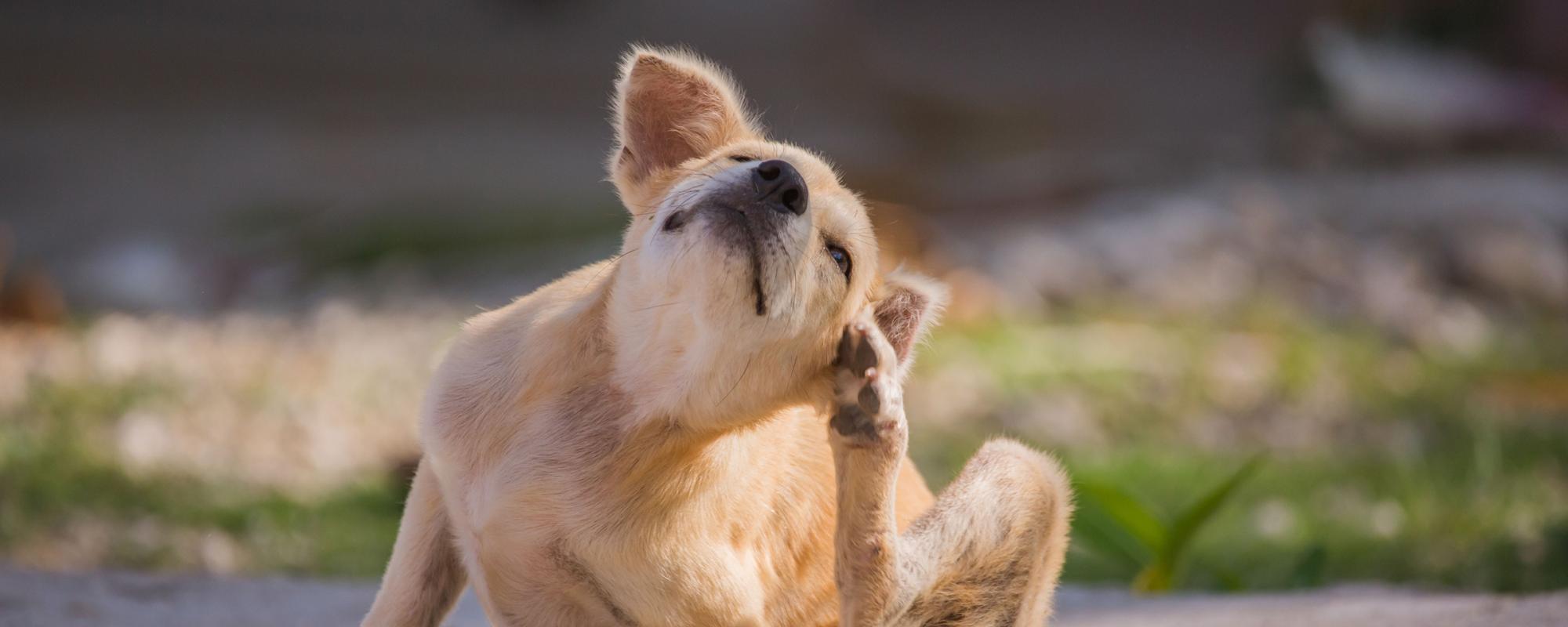 hund-floehe flohbefall bei hunden - wenn es juckt und kratzt