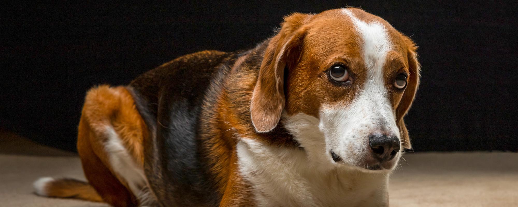 hund-stress Hunde sind Gewohnheitstiere und können auch Stress empfinden