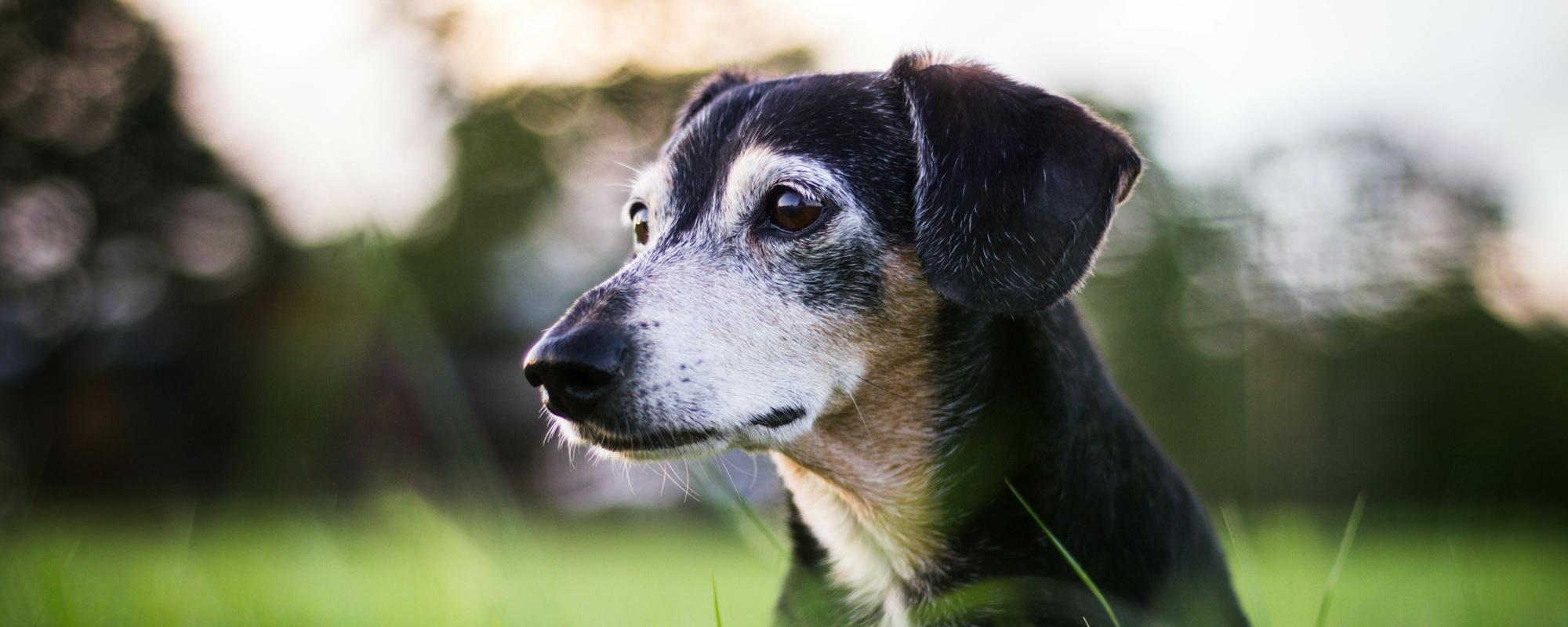 alter-hund-im-gras wie beschäftige ich meinen alten hund am besten