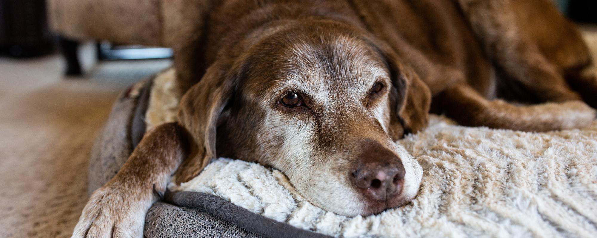 alter-hund alles zum alterungsprozess von haustieren