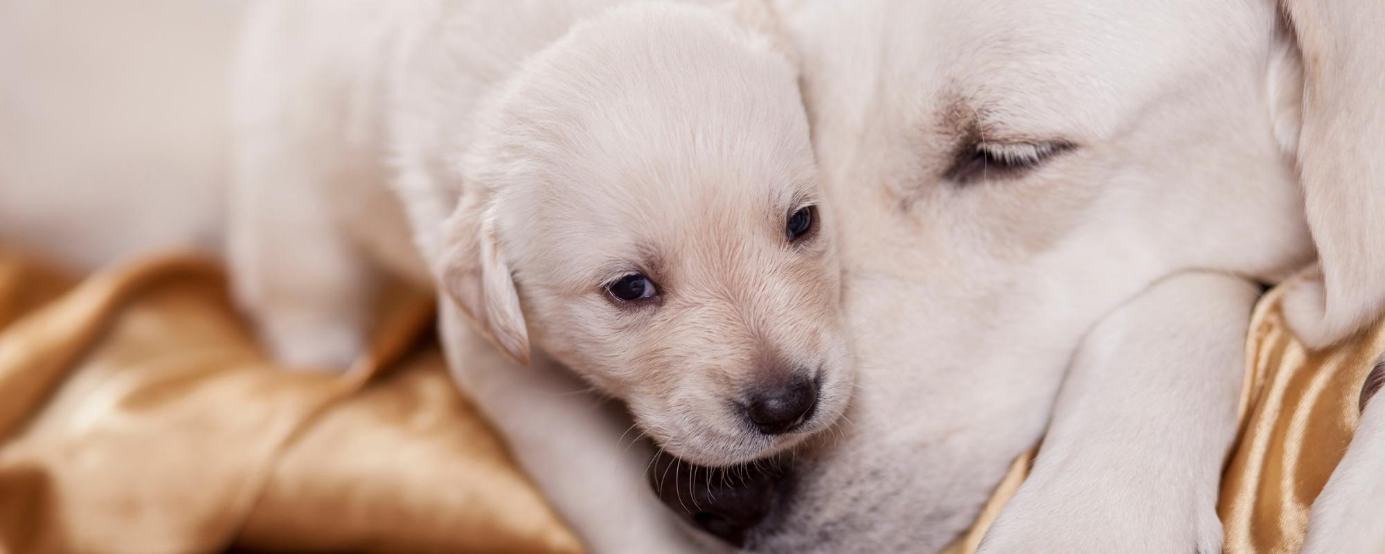 entwicklungsphasen das sind die einzelnen entwicklungsphasen eines hunde
