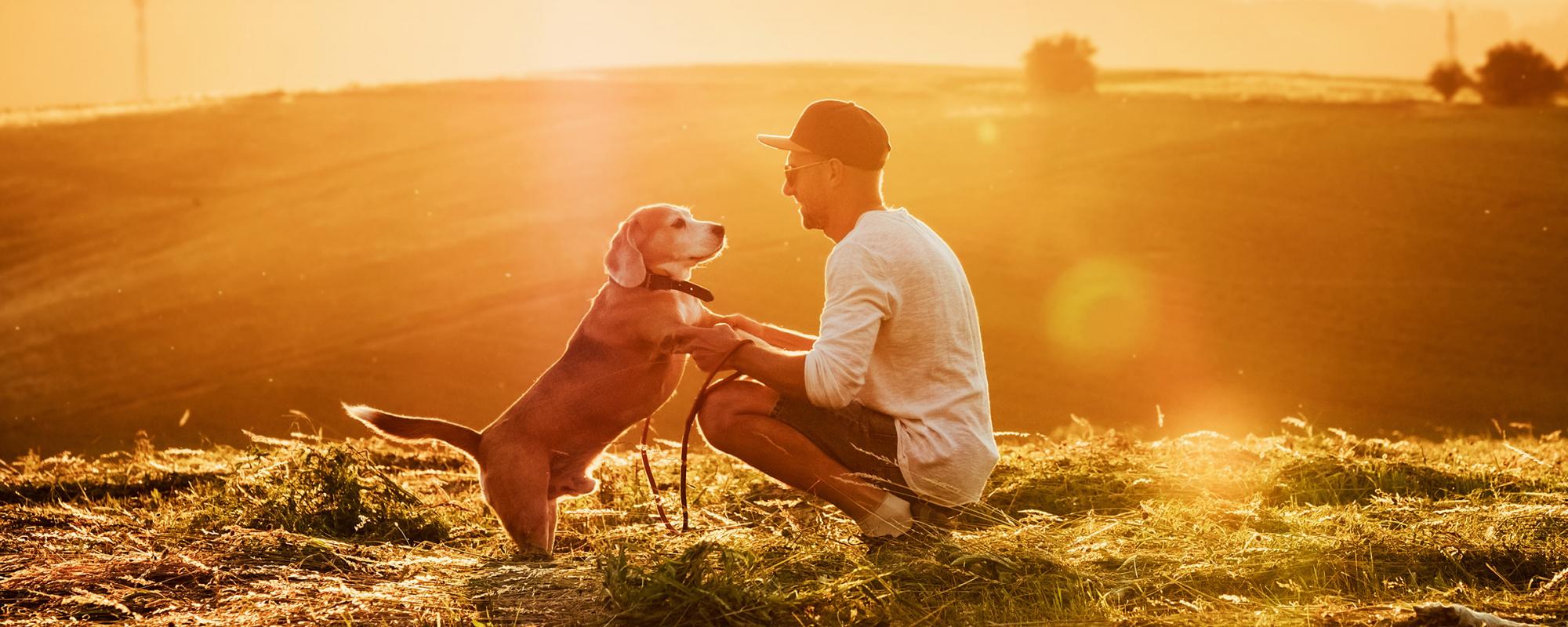 hund-mann-feld wie finden hund und mensch zusammen