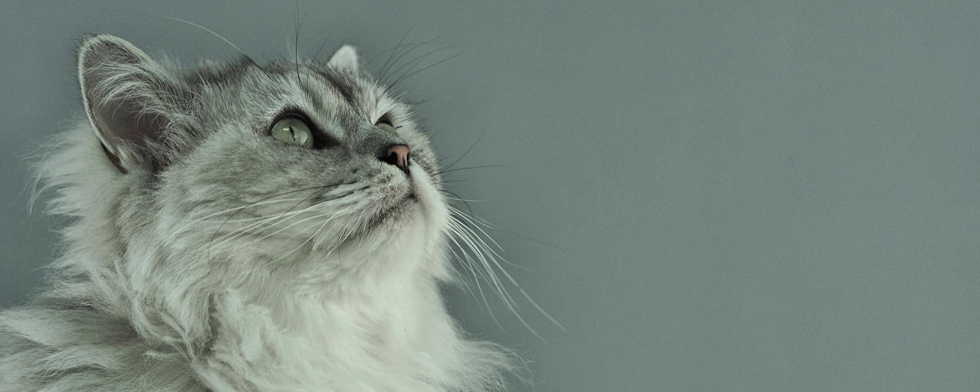 zystennieren-katze Zystennieren bei Katzen