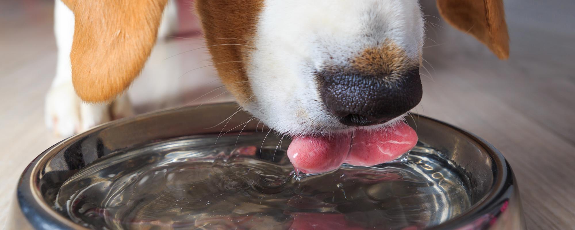 hund-trinkt wieviel sollte mein Hund trinken?