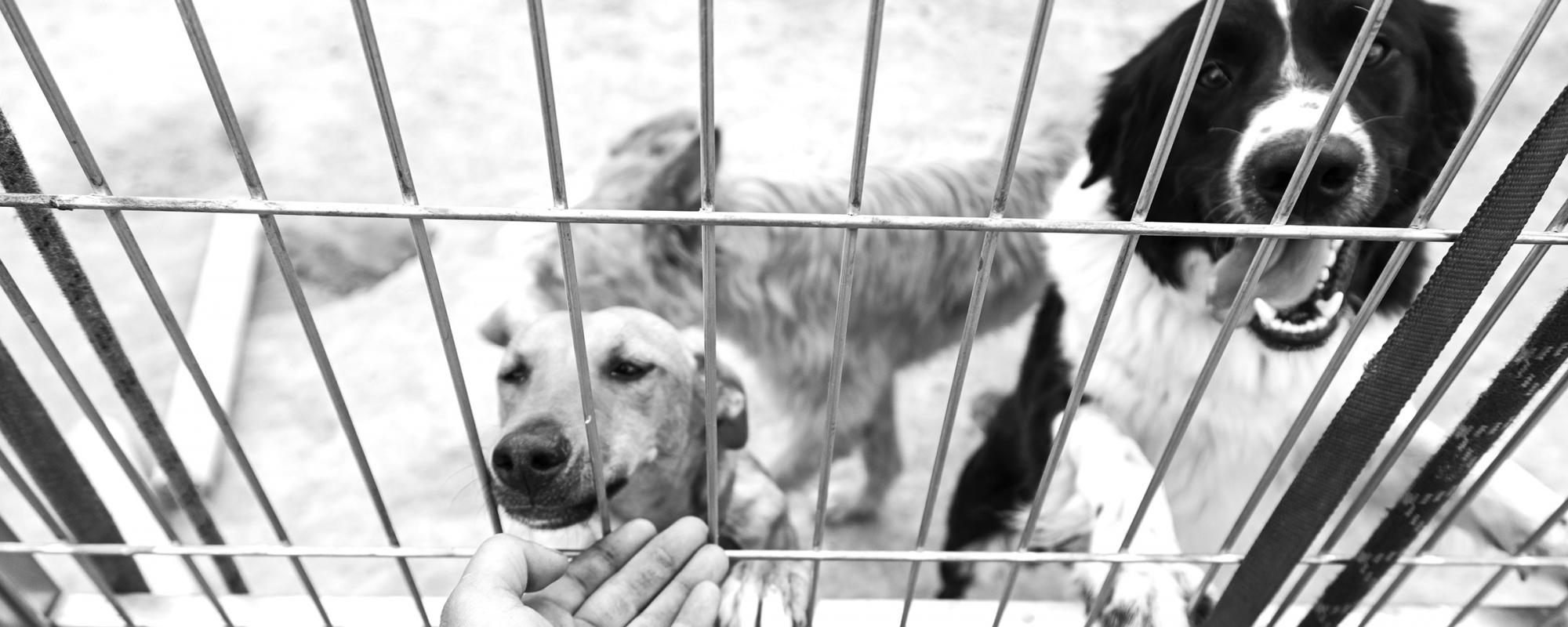 auslandhunde hunde in einem ausländischen Tierheim