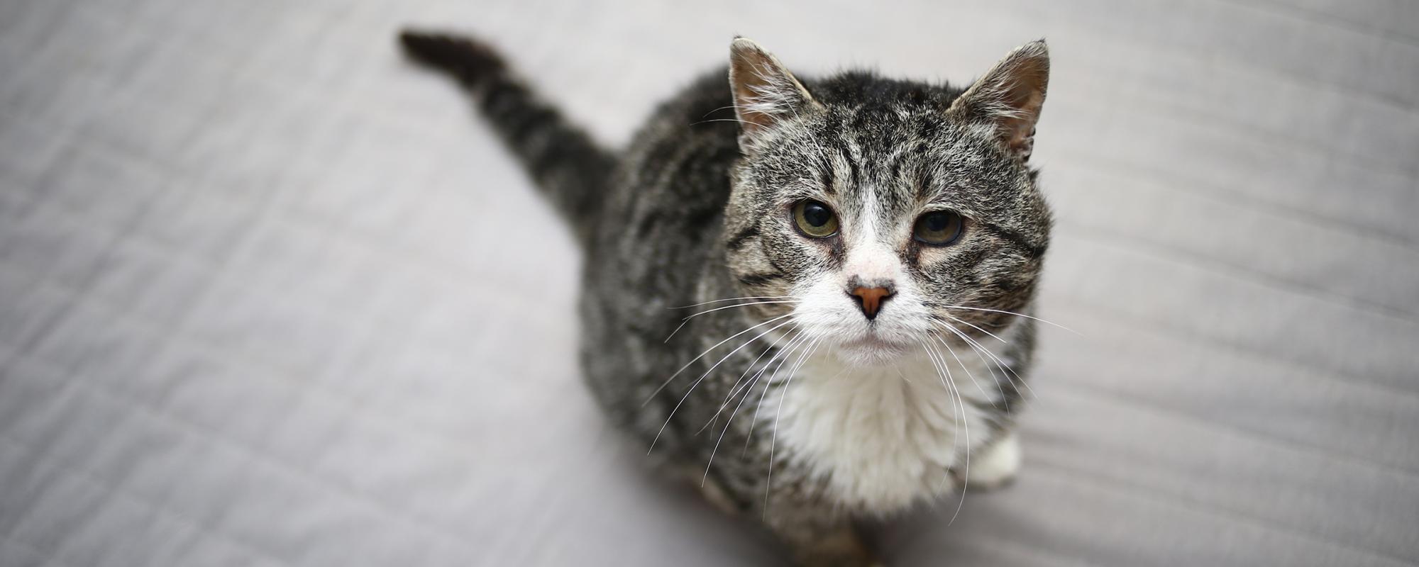 hauskatze-lebenserwartung lebenserwartung von Hauskatzen