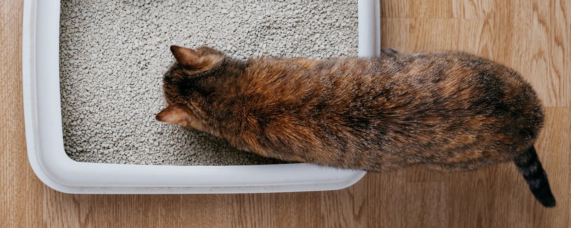 kateznklo katzentoilette die der katze gefällt