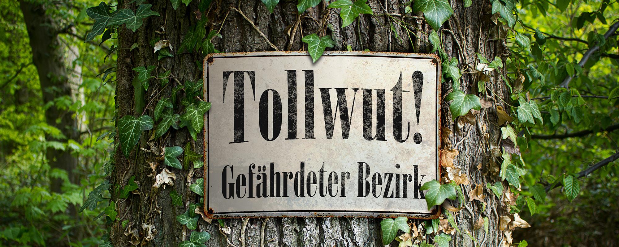 tollwut hund tollwut bei hunden