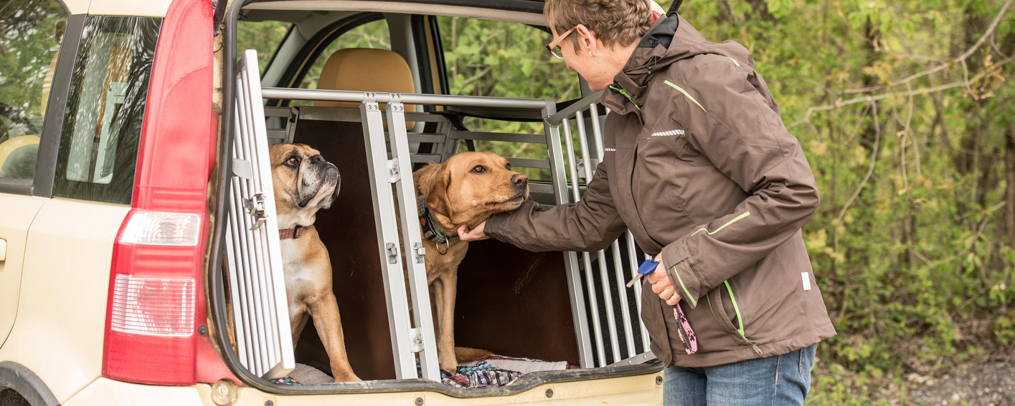 hundebox-auto hundeboxen für autos was beachten
