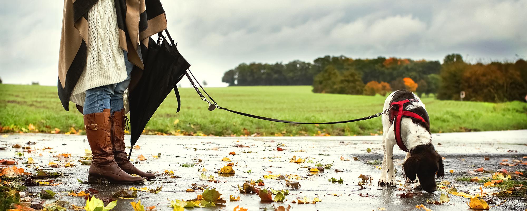 hund-herbst-nass