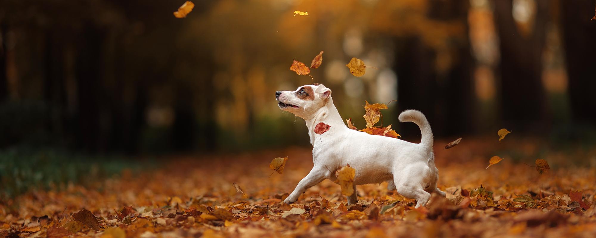 hund-herbstwald