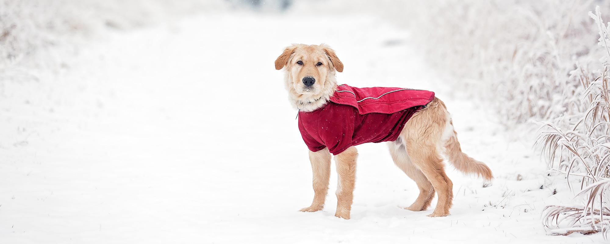 hund-mantel-winter So schützen Sie ihren Hund vor Kälte, Nässe und Eis