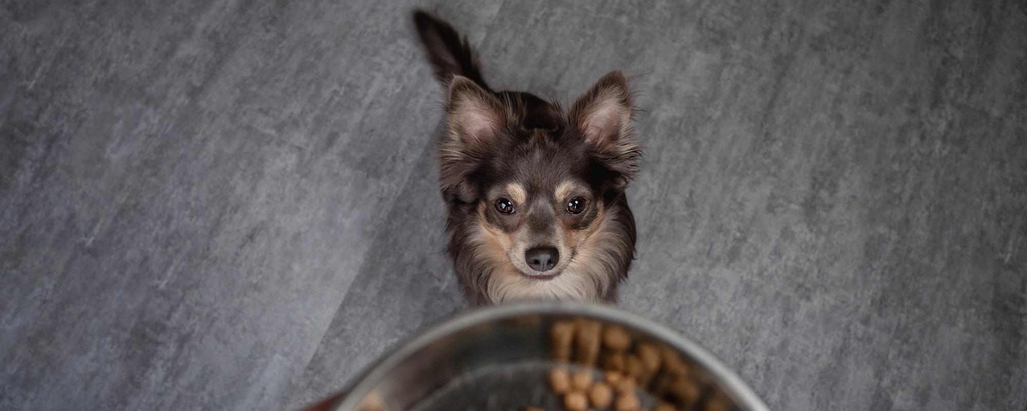 hund-bekommt-fressen