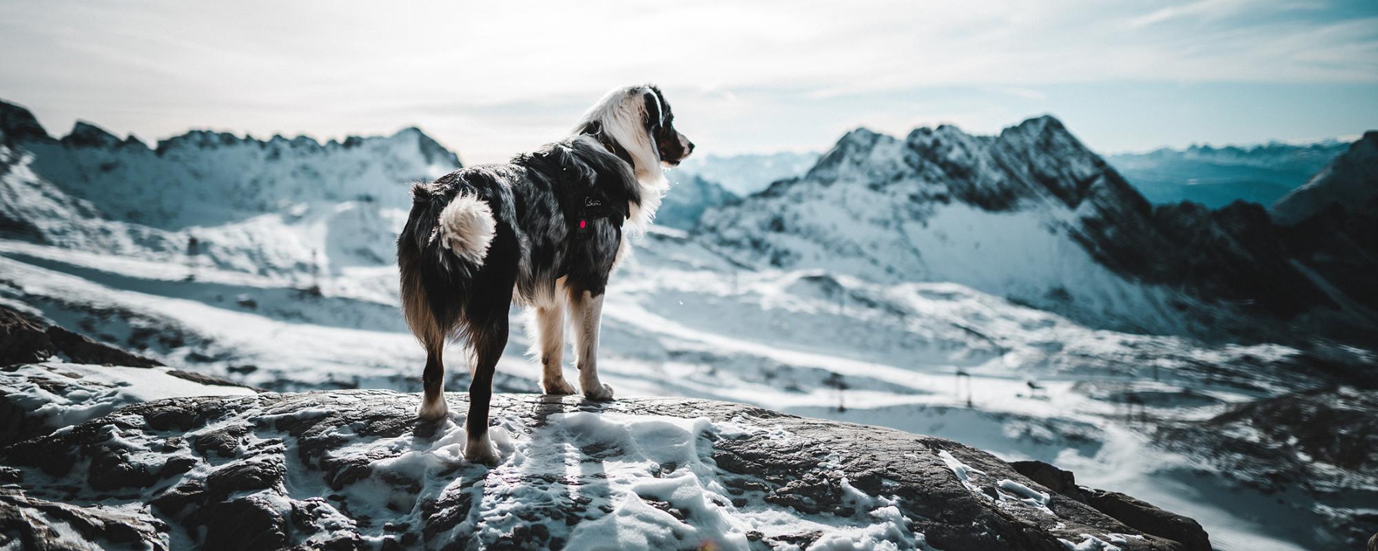 hund-berge-schnee Tipps für das Wandern mit Hund