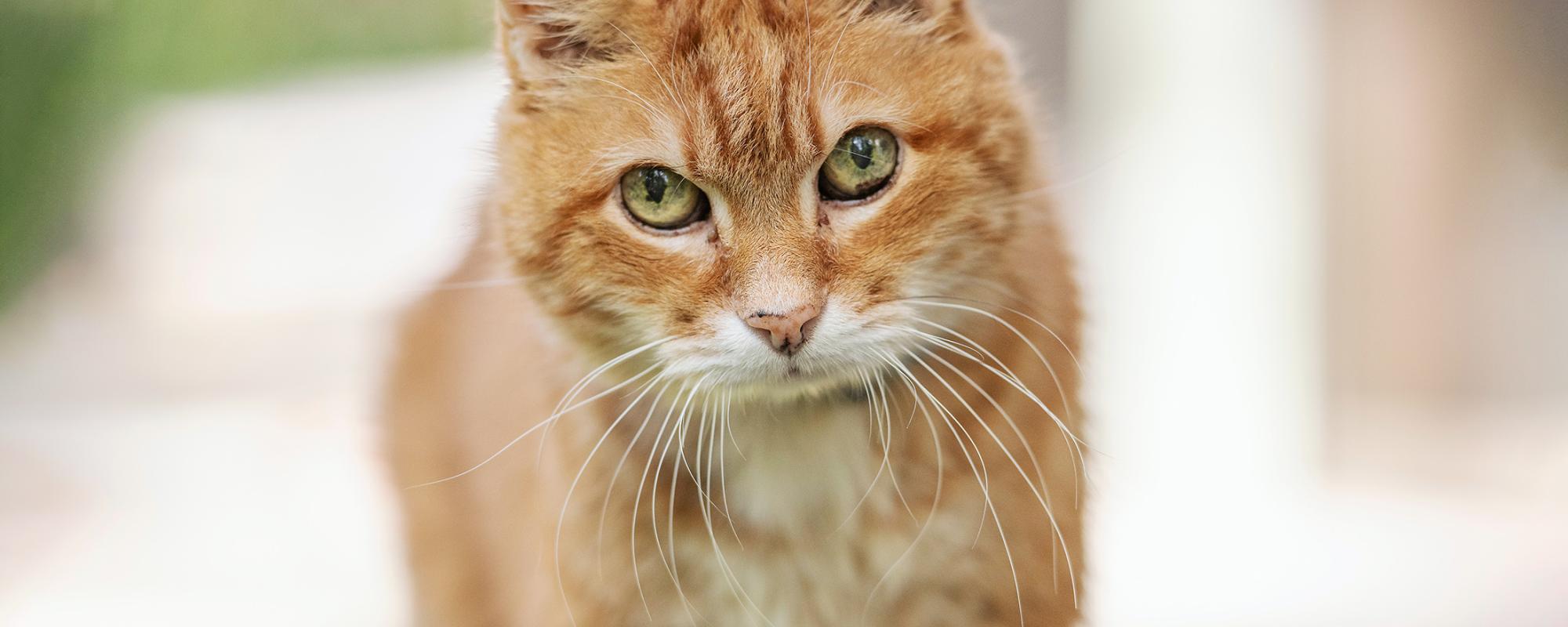 katze-senior
