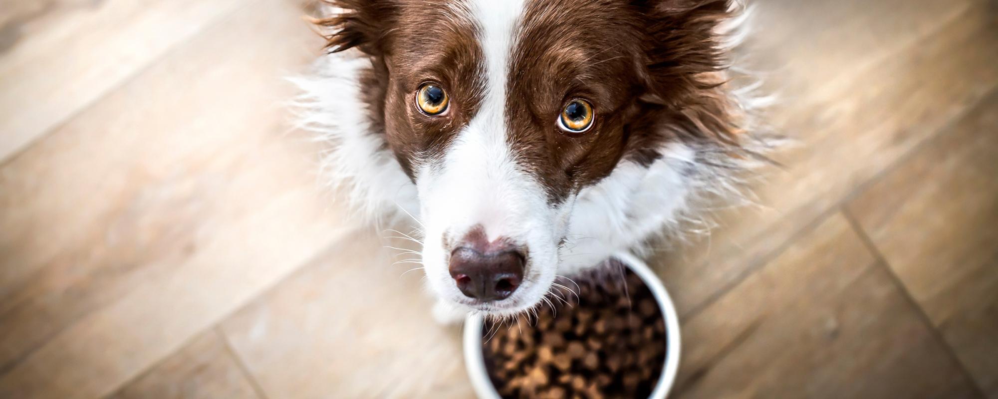 hund hundefutter welches Hundefutter ist am Besten?