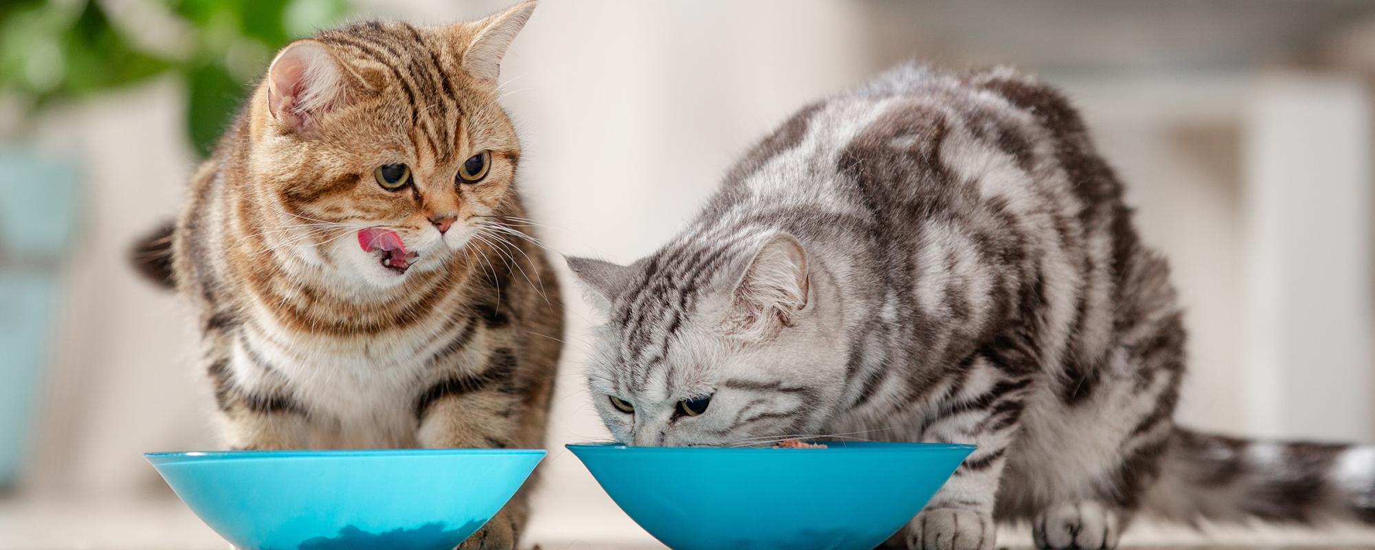katzenfutter Welches Katzenfutter für meine Katze?