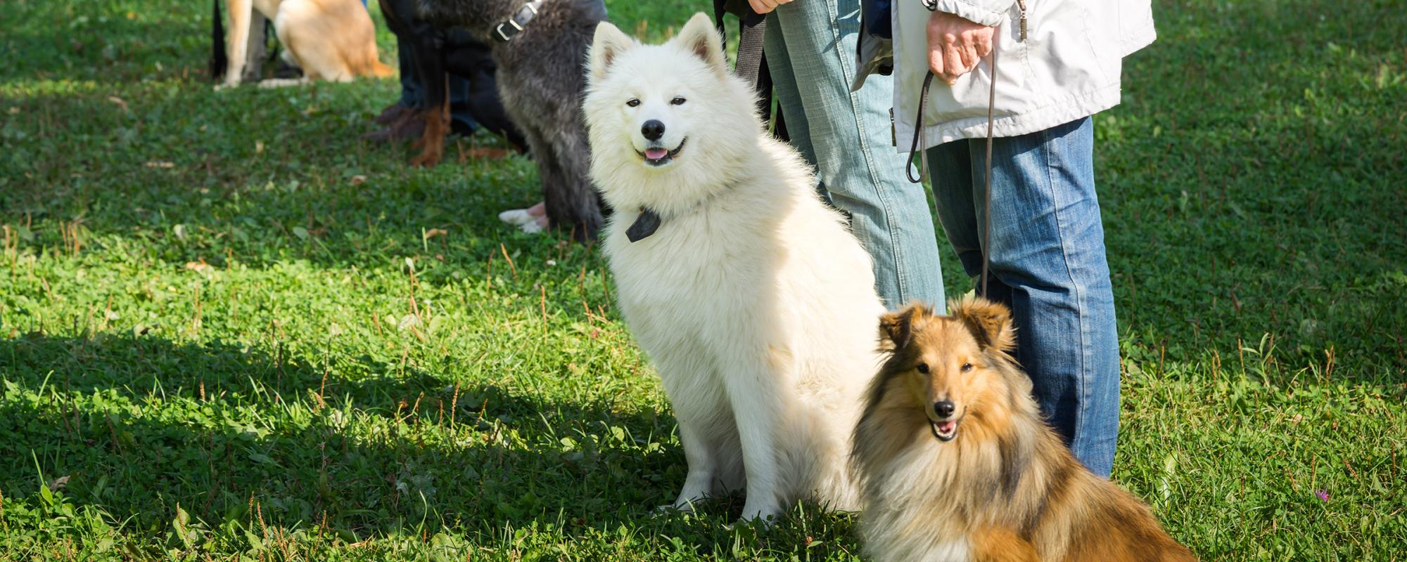 hundeschule obligatorische hundekurse in der schweiz