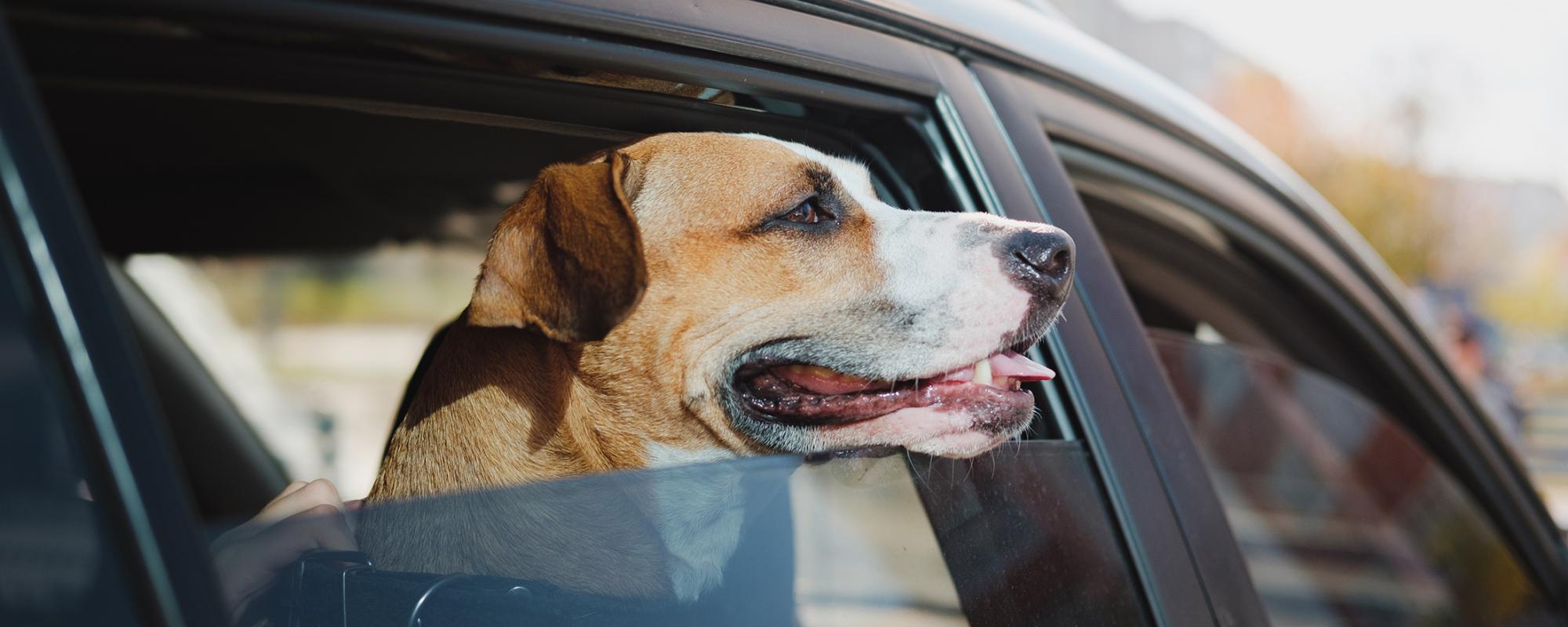 Wenn der Parkplatz zur Todesfalle für den Hund wird