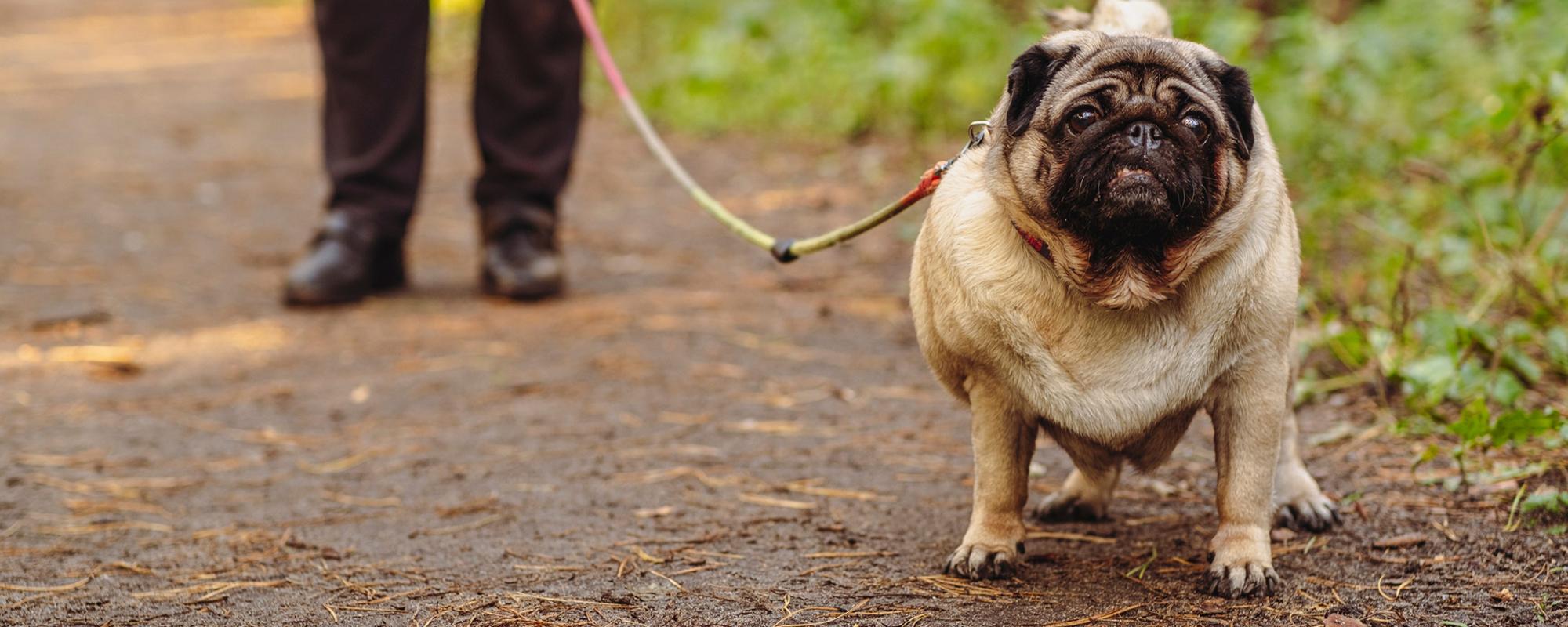 In der Schweiz ist jeder zweite Hund übergewichtig. Viele Halter bemerken dies erst spät. Wie Sie Übergewicht früh erkennen und was Sie dagegen tun können