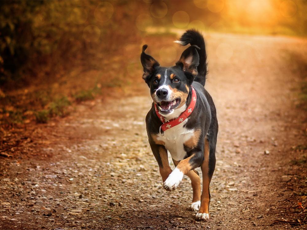 Appenzeller Sennenhund