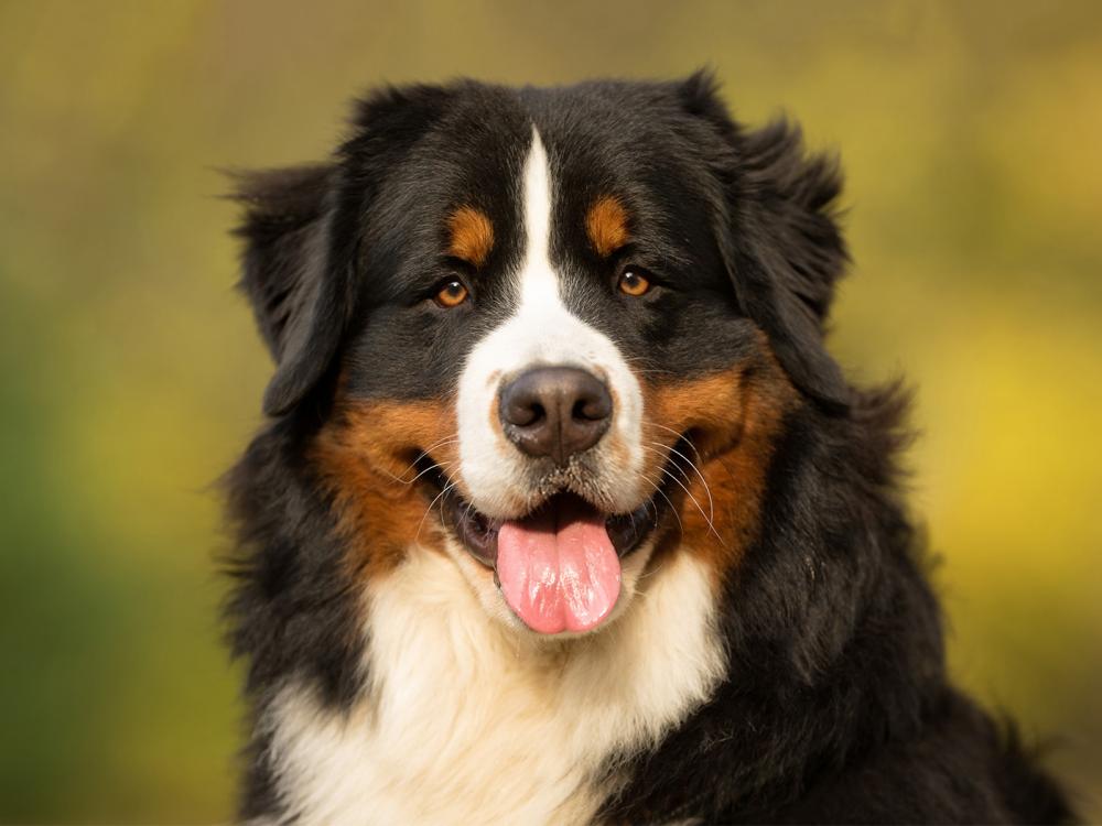 Berner Sennenhund