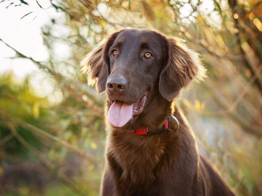 Flatcoated Retriever