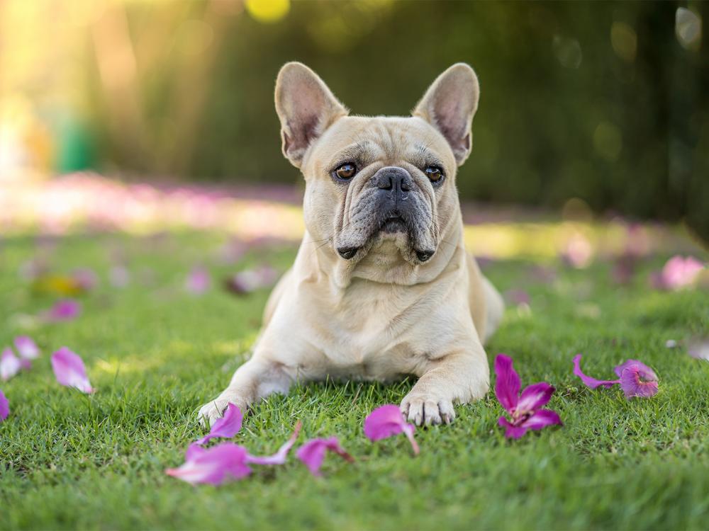 Französische Bulldogge