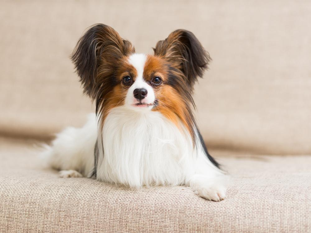 Kontinentaler Zwergspaniel