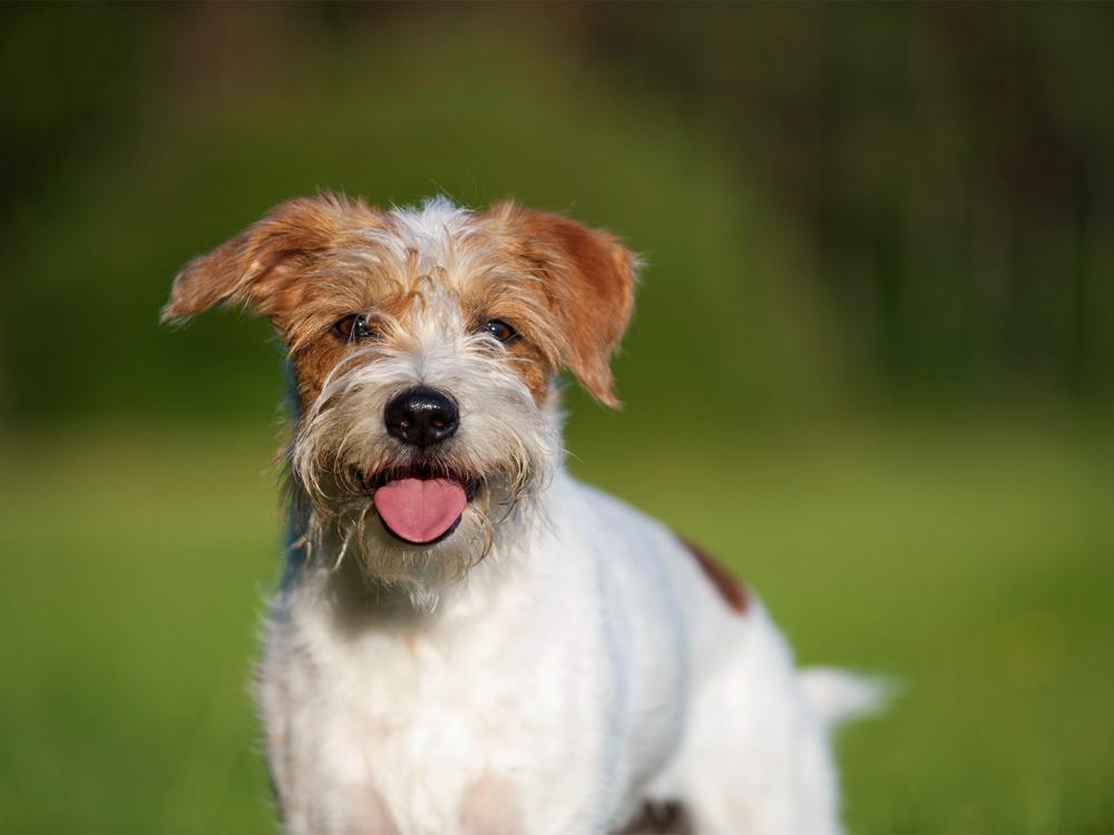 Kromfohrländer Kromfohrländer rauhaar mit Bart