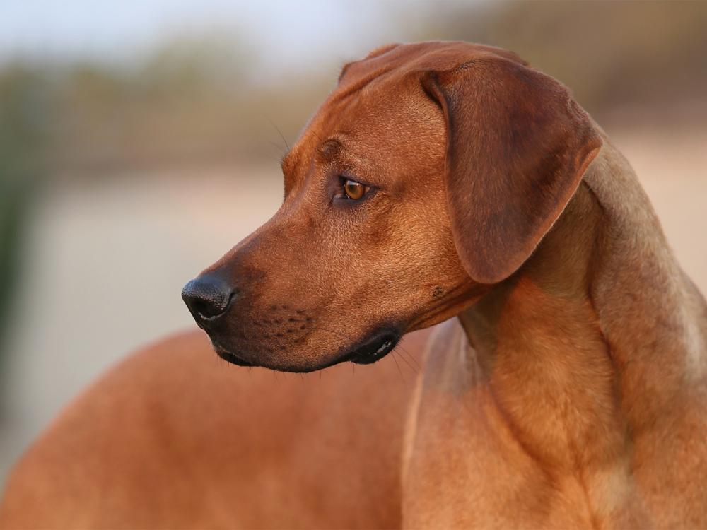 Rhodesian Ridgeback