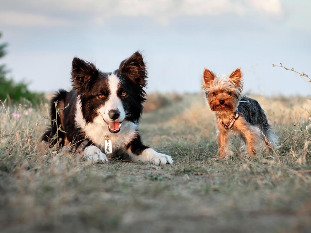 Grosser oder kleiner Hund kaufen – eine Entscheidungshilfe