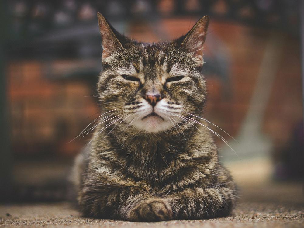 alte katze