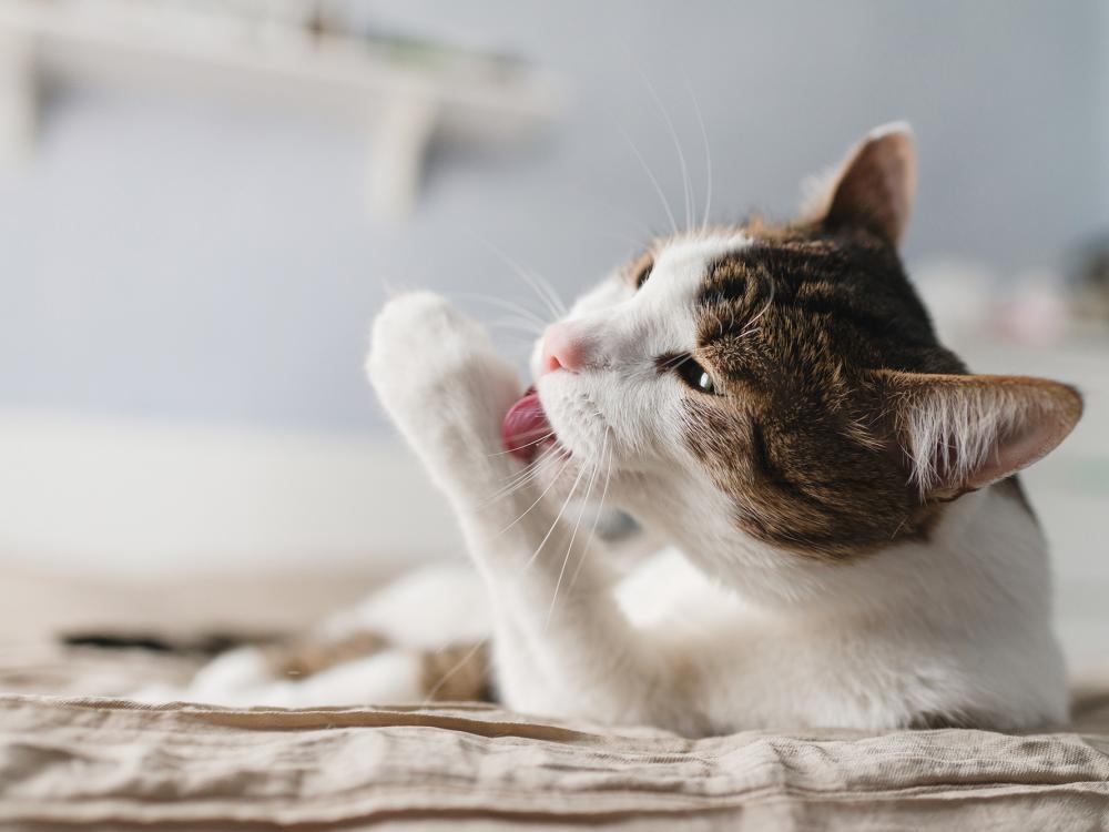 katze putzt sich