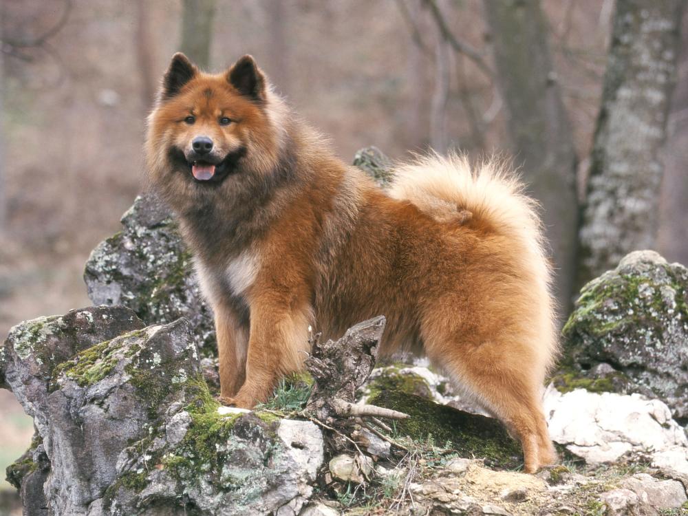 hunderassen portrait eurasier