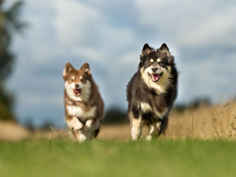 finnischer lapphund - Suomenlapinkoira