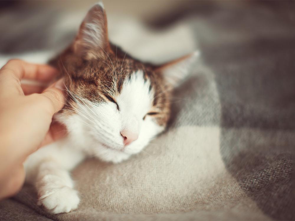 katze-streicheln katzen lieben es gestreichelt zu werden