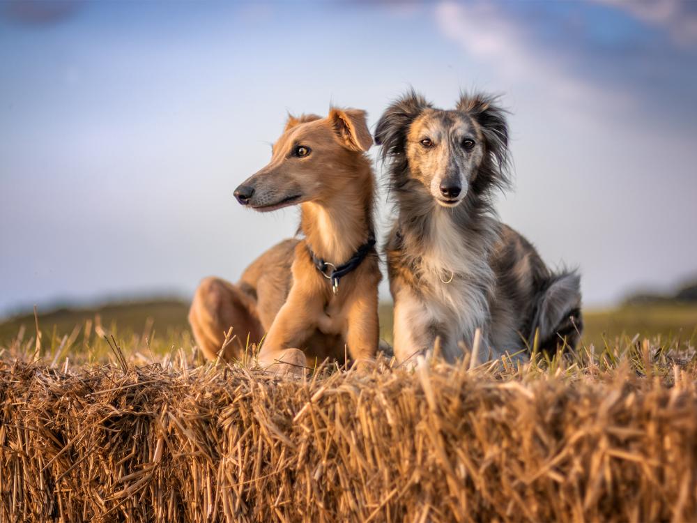 rasseportrait silken windsprite windhund