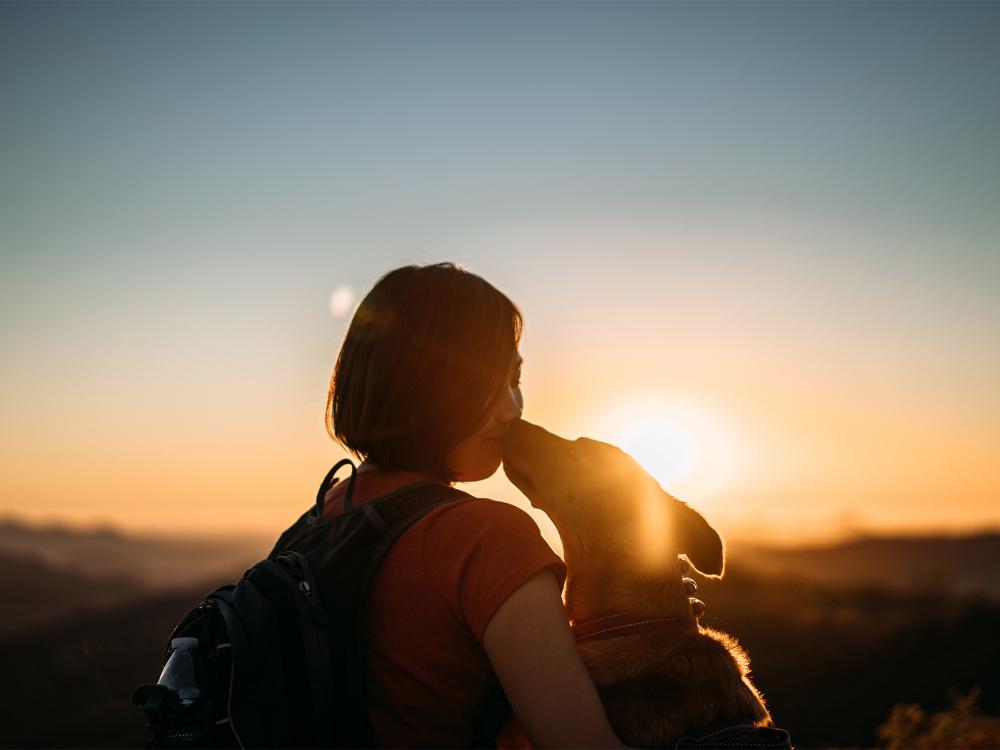 mensch und hund - eine gute bindung erreichen