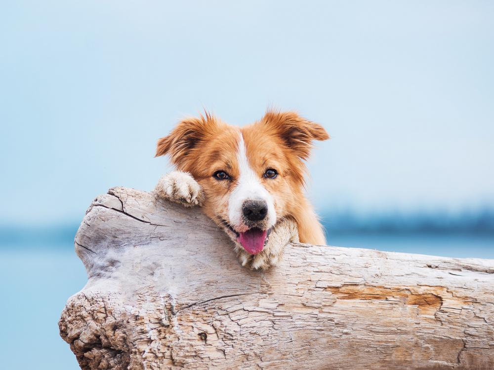 Die Pubertät von Hunden - so gehen Hundehalter am Besten damit um
