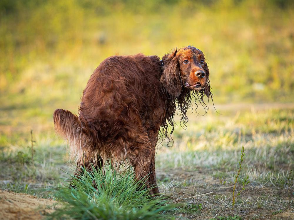hund_geschaeft Prostataerkrankungen bei Hunden