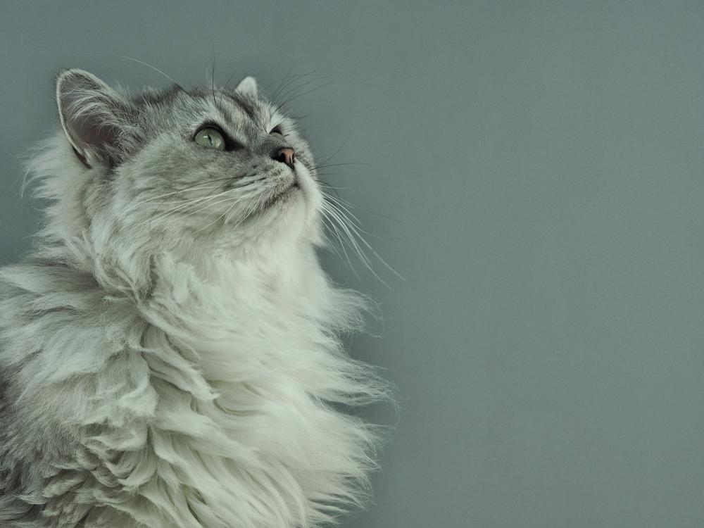 zystennieren-katze Zystennieren bei Katzen