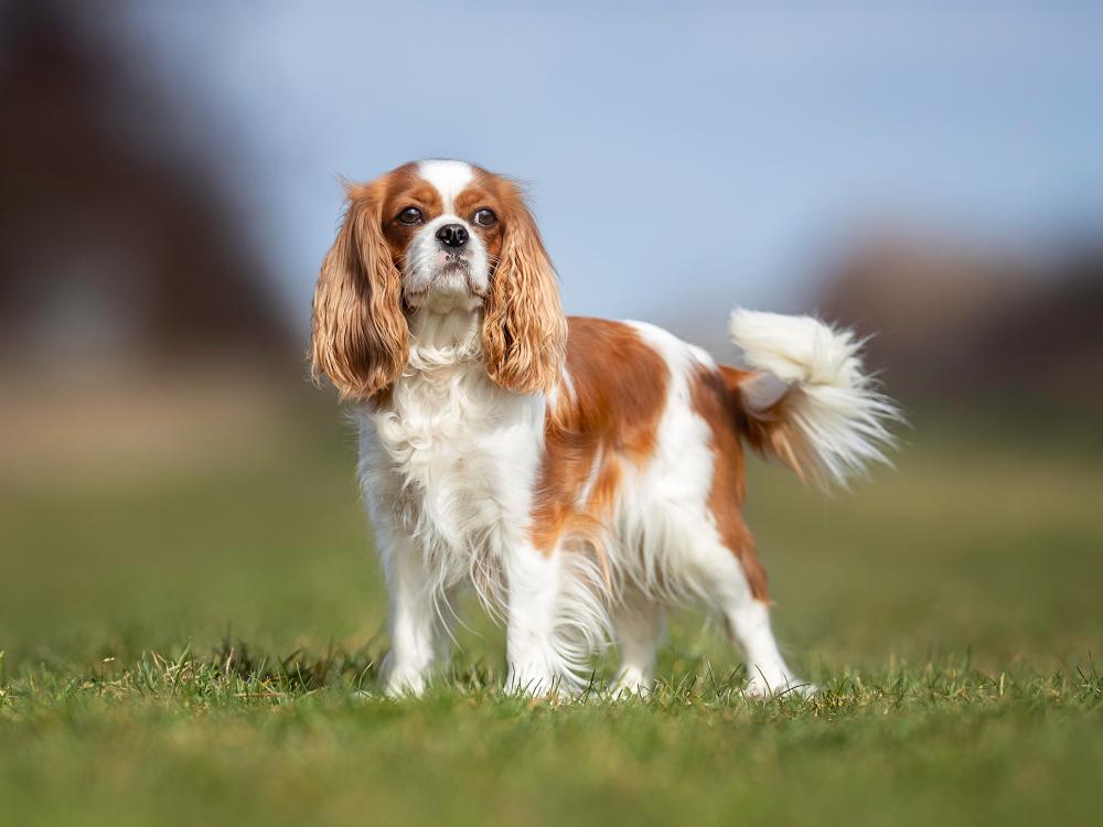 cavalier_king_charles_spaniel rasseportrait cavalier_king_charles_spaniel