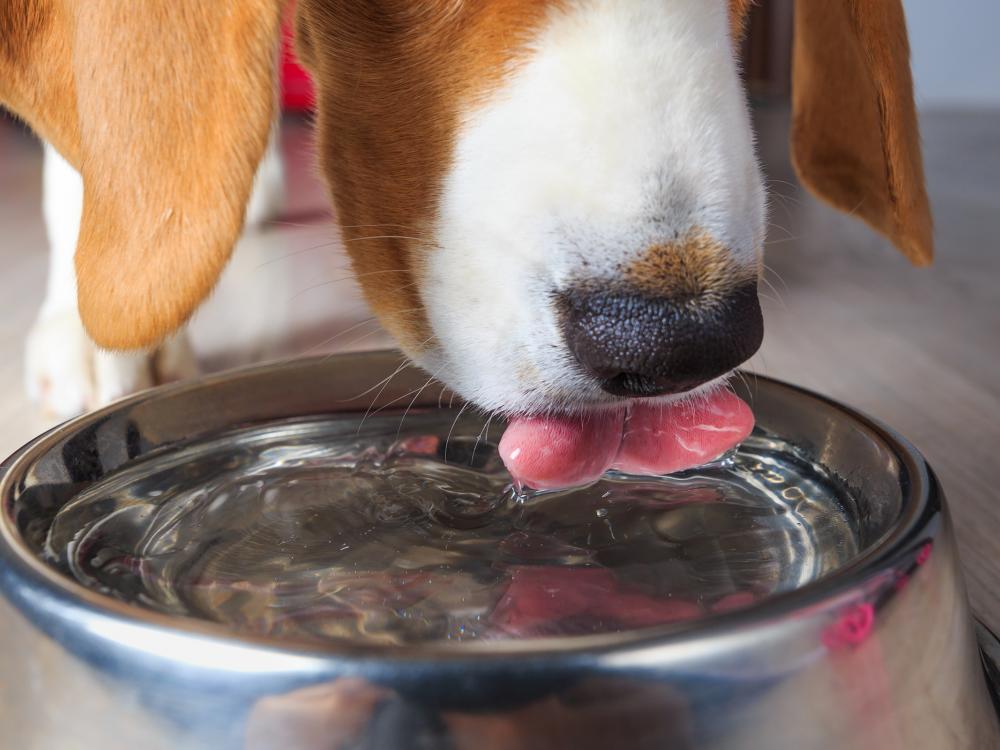 hund-trinkt wieviel sollte mein Hund trinken?