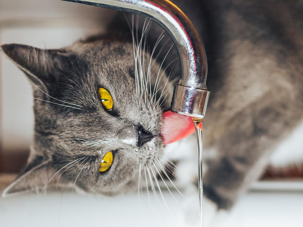 katze-trinkt wieviel muss meine katze trinken