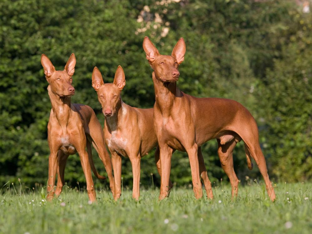 hunderasse pharaonenhund