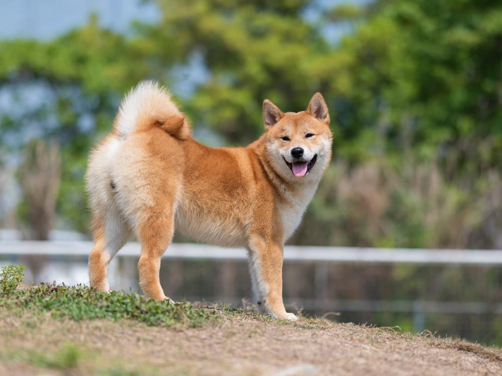Shiba Inu Rasseportrait