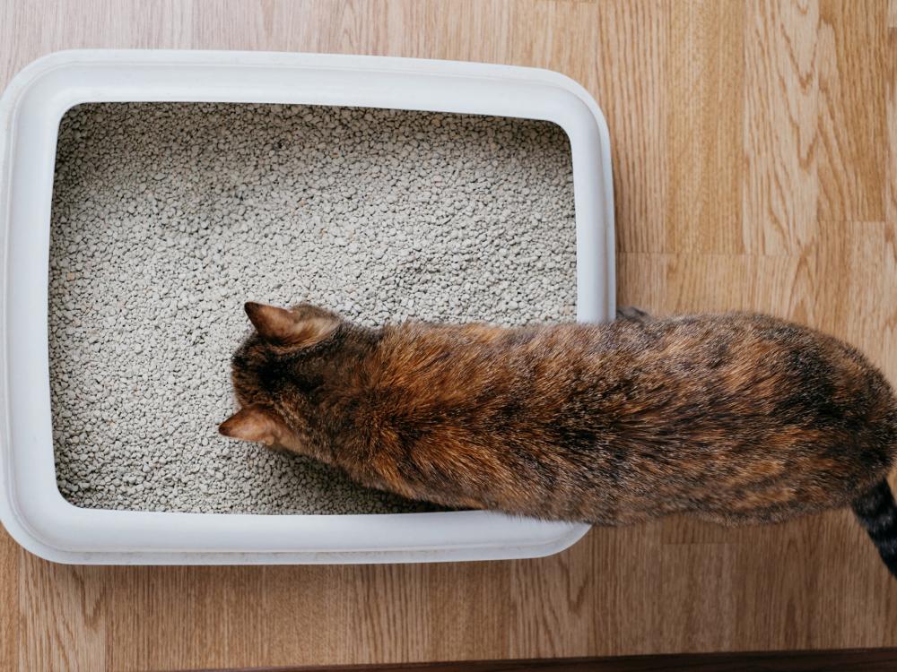 kateznklo katzentoilette die der katze gefällt