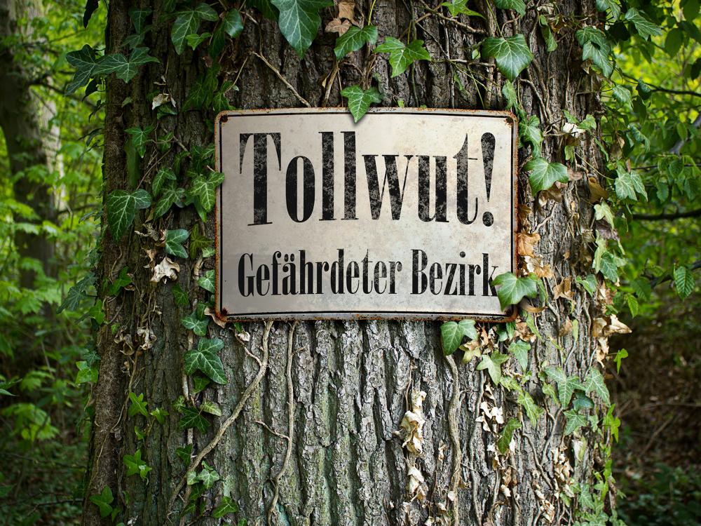 tollwut hund tollwut bei hunden