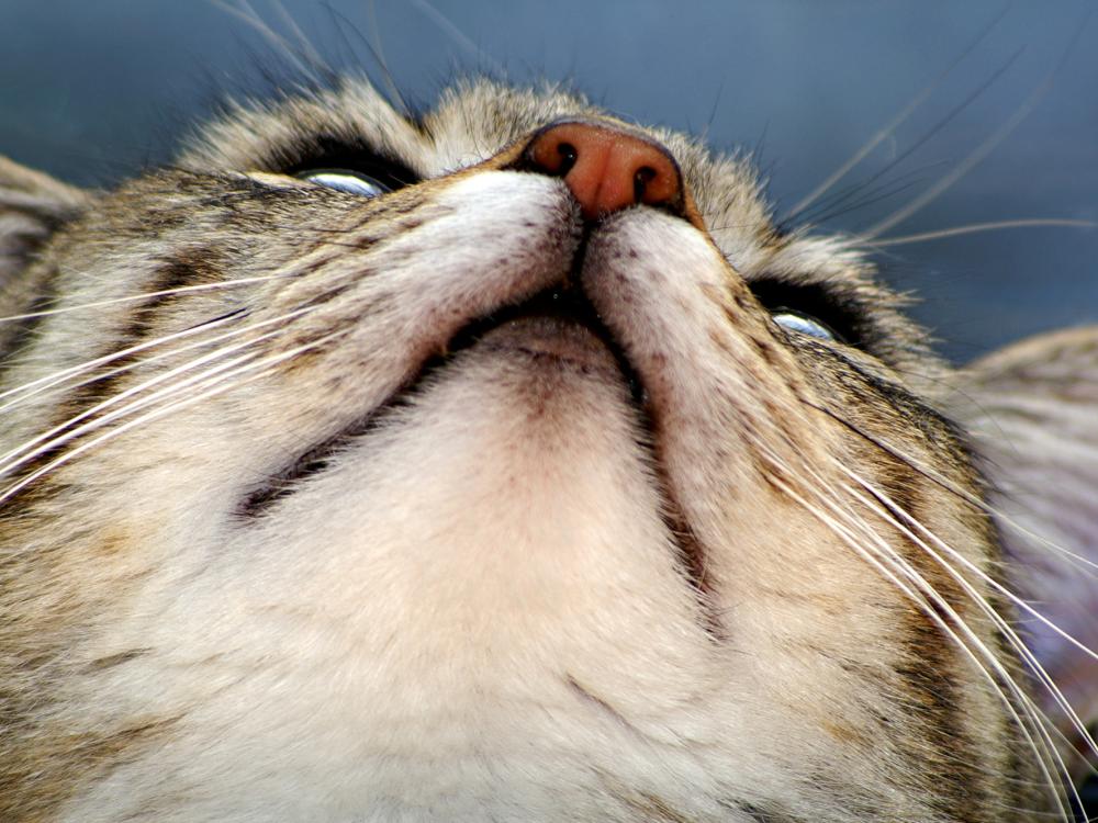 katzenschnupfen katzenschnupfen